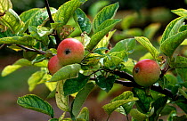 Apple (Malus domestica) branch with fruits and leaves. Leaves exhibiting interveinal chlorosis, symptom of iron deficiency.