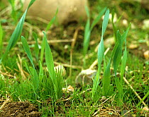 Blackgrass (Alopecurus myosuroides) amongst annual arable weeds, growing after Barley (Hordeum vulgare) crop harvest.