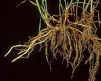 Couch / Twitch grass (Elymus repens) with complex underground root system of rhizomes, a common weed.
