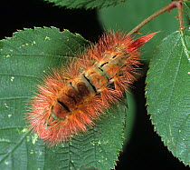 Pale tussock moth (Calliteara pudibunda) caterpillar, a pest on Hops (Humulus lupulus), red colour form. England, UK.