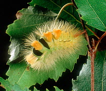 Pale tussock moth (Calliteara pudibunda) caterpillar, a pest on Hops (Humulus lupulus), yellow colour form. England, UK.