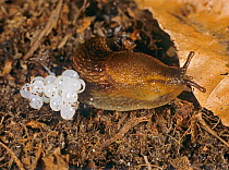 Common garden slug (Arion distinctus) with eggs on leaf litter and ground.