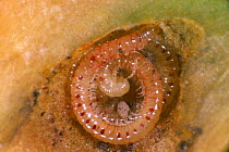 Spotted snake millepede (Blaniulus guttulatus) inside a damaged Carrot (Daucus carota) root.