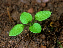 Chickweed (Stellaria media) seedling with two cotyledons and two true leaves developing. Considered an agricultural weed.