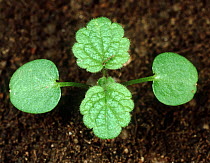 White dead-nettle (Lamium album) seedling with two cotyledons and two true leaves. A garden and arable agricultural weed.