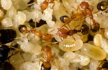 Pharoahs ant  (Monomorium pharaonis) colony on timber, workers with eggs, larvae and pupae.