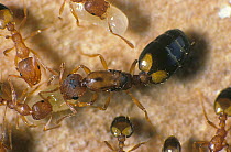 Pharoahs ant (Monomorium pharaonis) colony on timber with workers, queen and larvae.