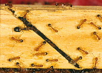 Pharoahs ant  (Monomorium pharaonis) colony on timber with workers, queen and larvae.