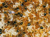 Pharoahs ant (Monomorium pharaonis) colony on timber with queens, workers, winged adults, eggs and pupae.