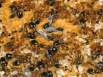 Pharoahs ant (Monomorium pharaonis) colony on timber with workers, winged adults, eggs and pupae.