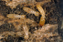 Termite (Reticulitermes sp) workers and soldier on damaged wooden skirting board with debris and frass.