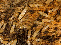 Termite (Reticulitermes sp) workers and nymph on damaged wooden skirting board with debris and frass. Nymph with longer body and wing buds.