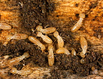 Termite (Reticulitermes sp) workers on damaged wooden skirting board with debris and frass.
