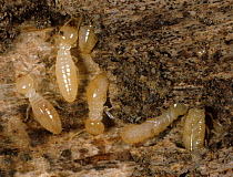 Termite (Reticulitermes sp) workers on damaged wooden skirting board with debris and frass.