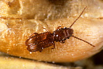 Rusty grain beetle (Cryptolestes ferrugineus) on Wheat (Triticum aestivum) grain, a cereal storage pest.