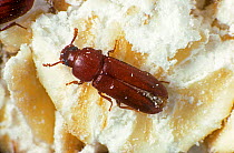 Rust red flour beetle (Tribolium castaneum) on cereal grain debris, a pest of stored crops.
