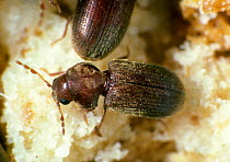 Drugstore beetle (Stegobium paniceum) feeding, a pest of dried plant products and grain debris.