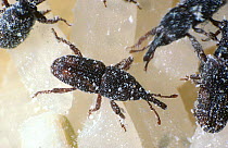 Rice weevil (Sitophilus oryzae) feeding on Rice (Oryza sativa) grains, a pest of stored grain products.