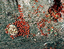 European red mite (Panonychus ulmi) eggs overwintering on Apple (Malus domestica) wood.