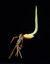 Barley (Hordeum vulgare) seed germinating with roots and coleoptile shoot, first leaf emerging at top.