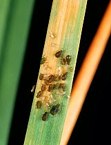 Bird cherry-oat aphid (Rhopalosiphum padi) infestation on Wheat (Triticum aestivum) leaf with Barley yellow dwarf virus (BYDV) symptoms present.