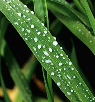 Cereal barley (Hordeum vulgare) leaf with colloidal suspension pesticide spray droplets evenly distrubuted on surface.