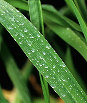 Cereal barley (Hordeum vulgare) leaf with colloidal suspension pesticide spray droplets evenly distrubuted on surface.