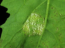 Downy mildew (Peronospora parasitica) mycelium and lesion on underside of Oilseed rape (Brassica napus napus) leaf.