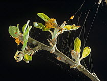 Red spider mite (Panonychus ulmi) webbing on young Apple (Malus domestica) branch, damage to leaves.