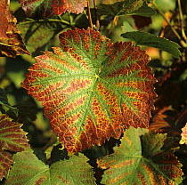 Necrotic lesions and damage on the margin of a Pinot Noir grape leaf caused by magnesium deficiency. Champagne, France.