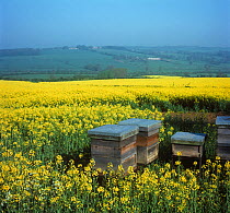 Honey bee (Apis mellifera) hives in flowering Oilseed rape (Brassica napus napus) field, for honey production and improved pollination. England, UK. May.