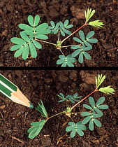 Sensitivity plant (Mimosa pudica) shown before and after touching the sensitive leaves.