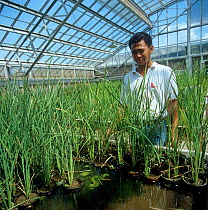 Technician in experimental greenhouse with Rice (Oryza sativa) experiments including genetic modification. International Rice Research Institute, Luzon, Philippines.