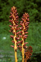 Knapweed broomrape (Orobanche elatior) flowers, parasite of Knapweed (Centaurea). Kent, England, UK.