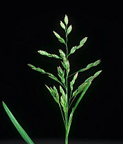 Annual meadow-grass (Poa annua) panicle with unopened spikelets.