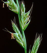 Perennial ryegrass (Lolium perenne), close up of flowering spike with awned spikelets.