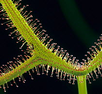 Sundew (Drosera binata dichotoma), close-up of leaf with sticky glandular trichomes / hairs, insectivorous plant.