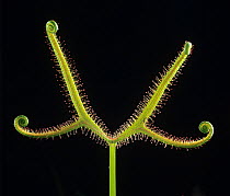 Sundew (Drosera binata dichotoma) leaf with sticky glandular trichomes / hairs, insectivorous plant.