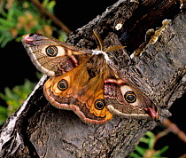 Emperor moth (Saturnia pavonia) male, wings open showing distinctive eye markings and feathery antennae.