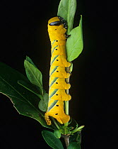 Death&#39;s head hawk-moth (Acherontia atropos) late instar caterpillar. England, UK.