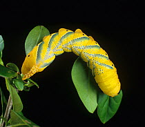Death&#39;s head hawk-moth (Acherontia atropos) late instar caterpillar. England, UK.