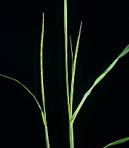 Itchgrass (Rottboellia cochinchinensis) unopened flower spikes. An agressive weed of crops particularly in tropical and sub-tropical climates.