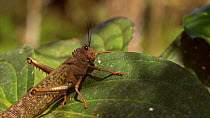 Giant grasshopper (Tropidacris cristata) taking off from a leaf in the Amazon rainforest, Santo Domingo Province, Western Ecuador. (non-ex)