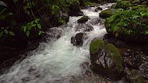 Slow motion shot of a mountain stream running through pristine montane rainforest, Carchi Province, Ecuador, 2017. (non-ex)