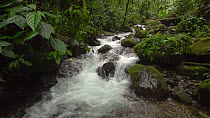 Mountain stream running through pristine montane rainforest, Carchi Province, Ecuador, 2017. (non-ex)