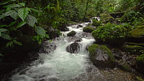 Slow motion shot of a mountain stream running through pristine montane rainforest, Carchi Province, Ecuador, 2017. (non-ex)