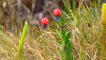 Bomarea (Alstroemeriaceae) flowering on Paquisha Alta Tepuy in the Cordillera del Condor, Ecuador. (non-ex)