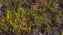 Panning shot of bromeliads growing in the species rich area of Alto Paquisha, a Tepuy in the Cordillera del Condor, Ecuador. (non-ex)