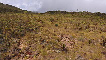 Aerial shot tracking over the biologically diverse Paquisha Alla Tepuy plateau, showing endemic vegetation of dwarf palms, bromeliads and shrubs, Cordillera del Condor, Ecuador, 2017. (non-ex)