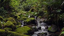 Slow motion clip of a stream flowing through montane rainforest in the Cordillera del Condor, Ecuador, 2017. (non-ex)